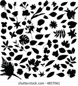Collection of plants. Vector silhouettes.