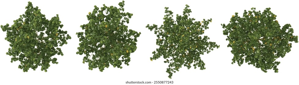 collection of Platanus plants isolated on white background from top view