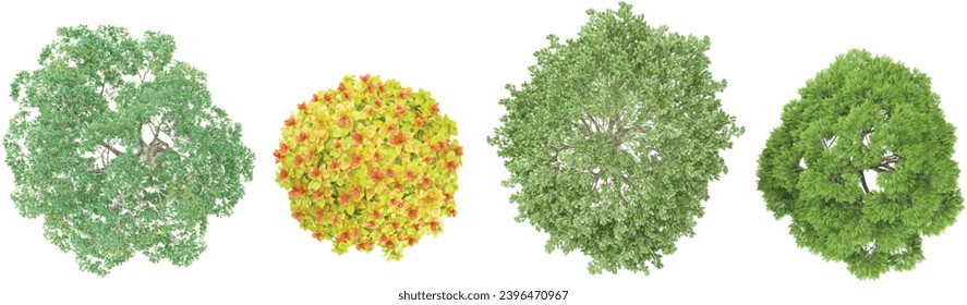 Collection of Platanus summer,Sassafras,Schinus terebinthifolius,Spiraea Trees isolated on white background, tropical trees isolated used for design,top veiw, advertising and architecture