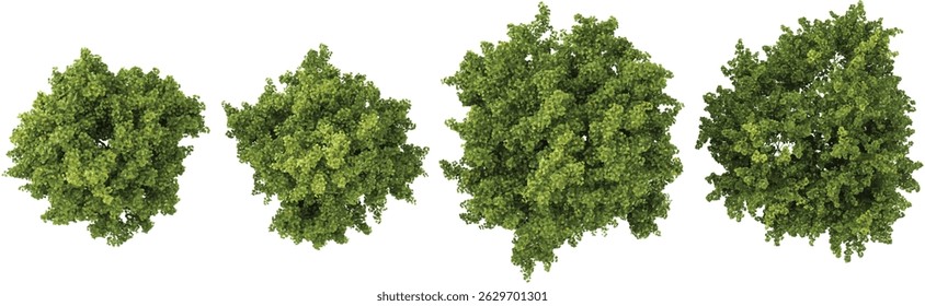 Collection of Platanus trees on transparent background from the top view