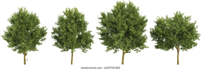 Collection of Platanus trees on transparent background