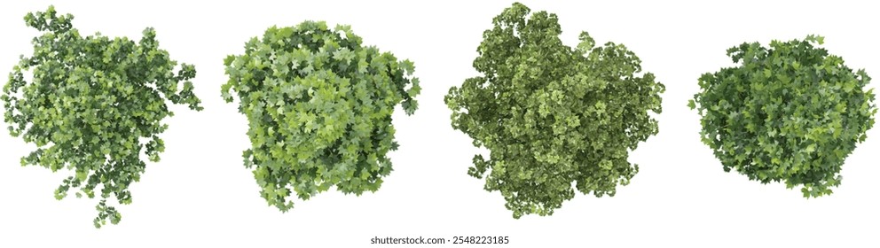 Collection of Platanus,Populus plants on transparent background from the top view