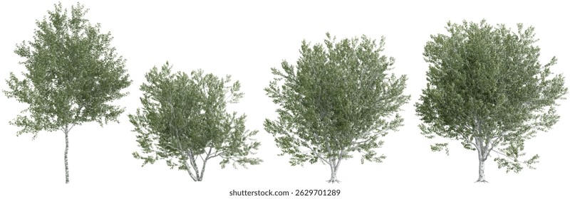 Collection of Platanus,Populus trees on transparent background