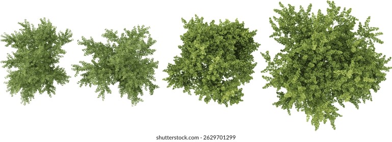 Collection of Platanus,Populus trees on transparent background from the top view
