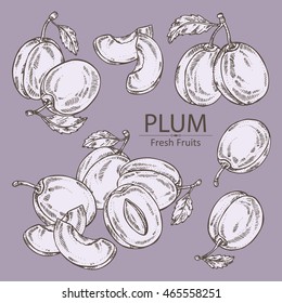 Collection of plum. hand drawn