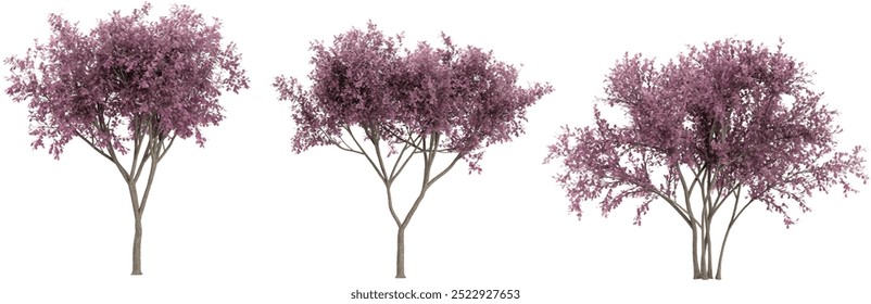 Collection of Plum tree with transparent background