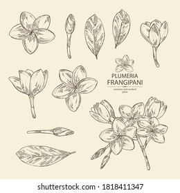 Collection of plumeria: plumeria flowers, bud and leaves. Frangipani flowers. Cosmetic, perfumery and medical plant. Vector hand drawn illustration