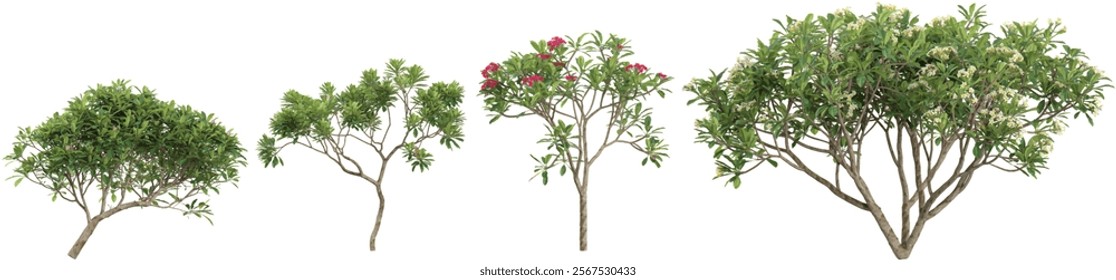 Collection of Plumeria plants on transparent background