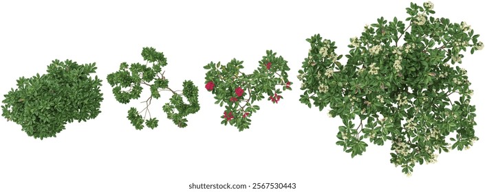 Collection of Plumeria plants on transparent background from the top view