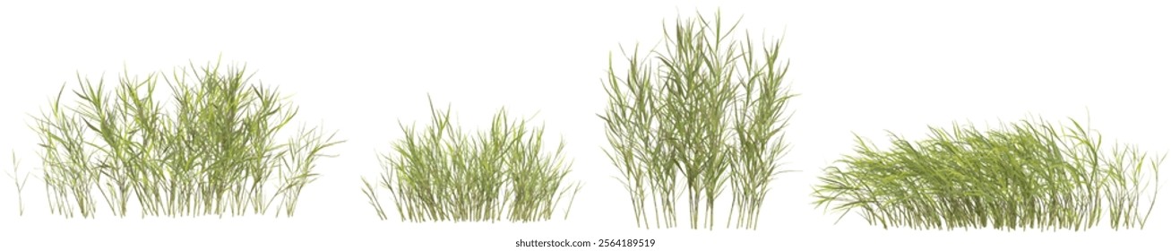 Collection of Pogonatherum grass on transparent background