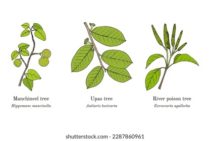 Collection of poisonous and medicinal plants. Hand drawn botanical vector illustration