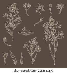 Collection of polianthes tuberosa: tuberose  plant, leaves and polianthes tuberosa flowers. Cosmetic, perfumery and medical plant. Vector hand drawn illustration