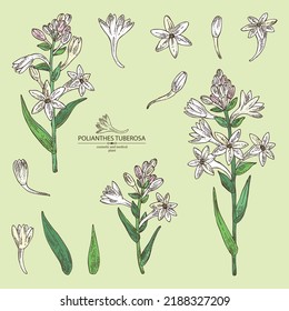 Collection of polianthes tuberosa: tuberose  plant, leaves and polianthes tuberosa flowers. Cosmetic, perfumery and medical plant. Vector hand drawn illustration