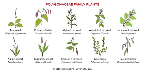 Collection of polygonaceae family plants. Hand drawn botanical vector illustration