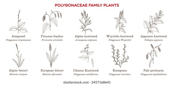 Collection of polygonaceae family plants. Hand drawn botanical vector illustration