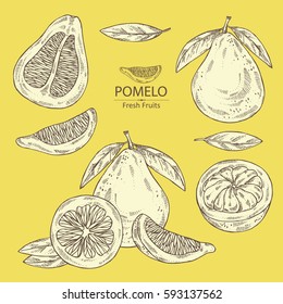 Collection of pomelo and pomelo slice. hand drawn.
