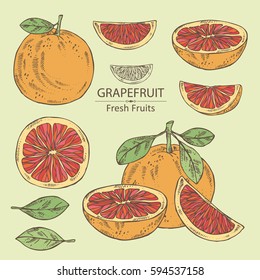 Collection of pomelo and pomelo slice. hand drawn