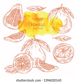 Collection of pomelo and pomelo slice. Vector hand drawn illustration