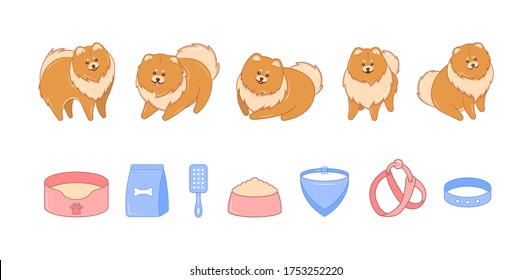 Collection of Pomeranian Spitz and accessories for dogs. Colorful vector illustration of elements for your design.