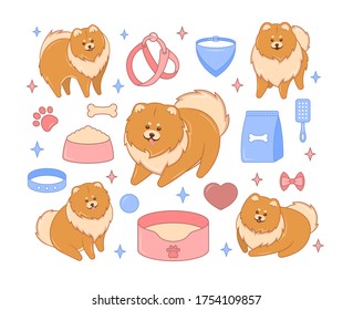 Collection of Pomeranian Spitz and accessories for dogs. Colorful vector illustration of elements for your design.