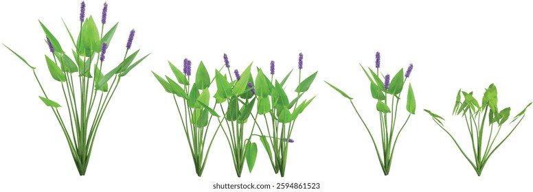 Collection of Pontederia plants on transparent background