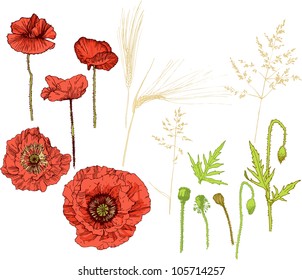 The collection of poppy flowers and ears. Elements of plant