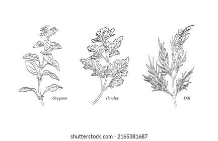 Colección de hierbas culinarias populares: orégano, perejil, eneldo. Ilustración de contorno de vector dibujado a mano