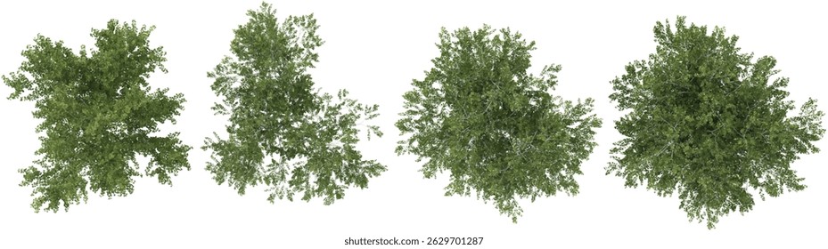 Collection of Populus trees on transparent background from the top view