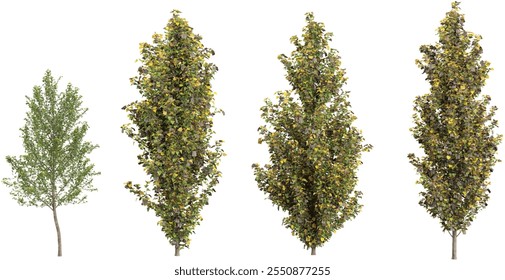 Coleção de Populus, Quercus plantas em fundo transparente