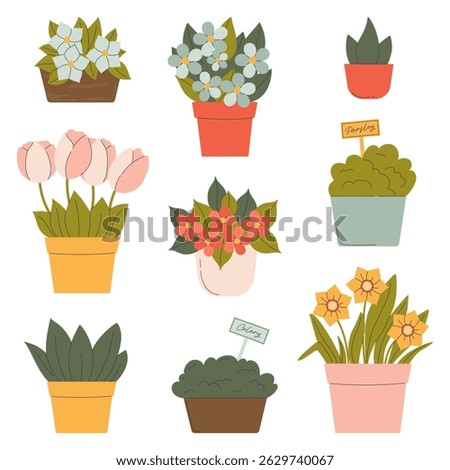 Collection of potted plants including tulip, daffodil, parsley, celery, succulent. Set of colorful blooming flowers and greenery in pots. Indoor houseplants, home garden concept. Vector illustration.