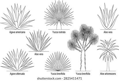 A collection of professional CAD elevation drawings featuring various desert plants, including agave, aloe, and yucca species. This technical vector set is designed for use in architectural landscaping projects, site planning, and sustainable xeriscape design documentation.