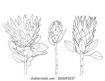 Collection Of Protea Exotic Tropical Flower. Line Art. Design For Print, Textile, Cards. - Vector Illustration