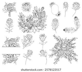 Collection of protea flowers, bouquets, frames and decorative elements, hand drawn botanical line drawing, vector floral line art illustration for wedding, logo, advertising, packaging