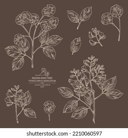 Collection of pterocarpus marsupium: pterocarpus marsupium plant, leaves, seeds and pterocarpus marsupium flowers. Indian kino tree. Cosmetic, perfumery and medical plant. Vector drawn