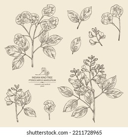 Collection of pterocarpus marsupium: pterocarpus marsupium plant, leaves, seeds and pterocarpus marsupium flowers. Indian kino tree. Cosmetic, perfumery and medical plant. Vector drawn