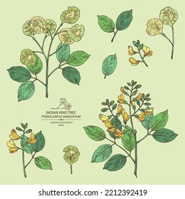 Collection of pterocarpus marsupium: pterocarpus marsupium plant, leaves, seeds and pterocarpus marsupium flowers. Indian kino tree. Cosmetic, perfumery and medical plant. Vector drawn