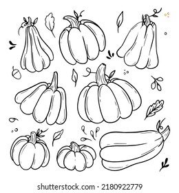 Collection Pumkins. Vegetable set. Doodle outline illustration. Vector illustration