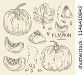 Collection of pumpkin: piece of pumpkin, leaf. Vector hand drawn illustration.