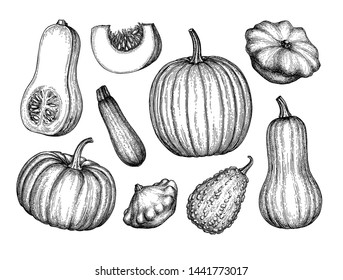 Collection of pumpkins. Ink sketch of butternut squash, pattypan and zucchini isolated on white background. Hand drawn vector illustration. Retro style