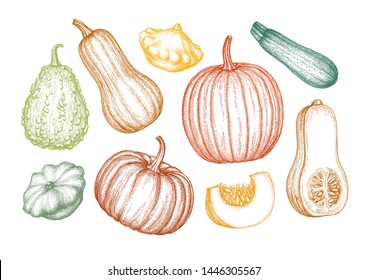 Collection of pumpkins. Ink sketch of butternut squash, pattypan and zucchini isolated on white background. Hand drawn vector illustration. Retro style