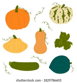 A collection of pumpkins. Vector hand-drawn illustration. Elements for autumn design, halloween, thanksgiving.