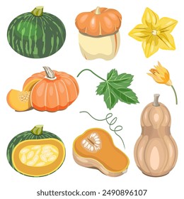 Colección de calabazas enteras, mitades, hojas, flores de calabaza aisladas sobre un fondo blanco. Conjunto de Vector para diseños de otoño, postales, textiles.
