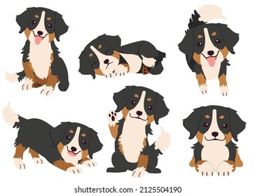 The collection of puppy Bernese mountain in many actions. Graphic resource about Bernese mountain for graphic, content, etc. 