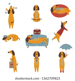 Collection of Purebred Brown Dachshund Dog, Friendly Funny Playful Pet Animals Cartoon Characters in Different Situations Vector Illustration