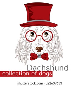 Collection of purebred dogs in the vector. Dachshund . Boy.