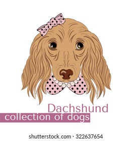 Collection of purebred dogs in the vector. Dachshund . Girl .