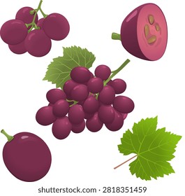Collection of purple grape vector illustrations including grape bunch, whole grape, cross section, grape cluster, and green leaf isolated on white background.