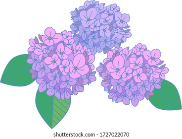 A collection of purple hydrangeas