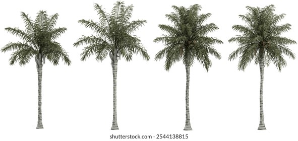 Collection of Queen palm plant on transparent background