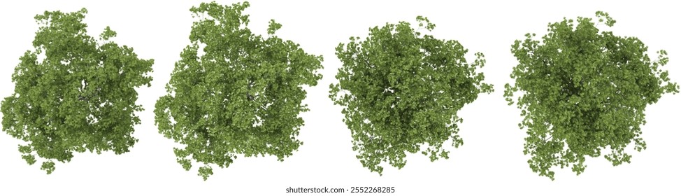 Collection of Quercus plants on transparent background from the top view